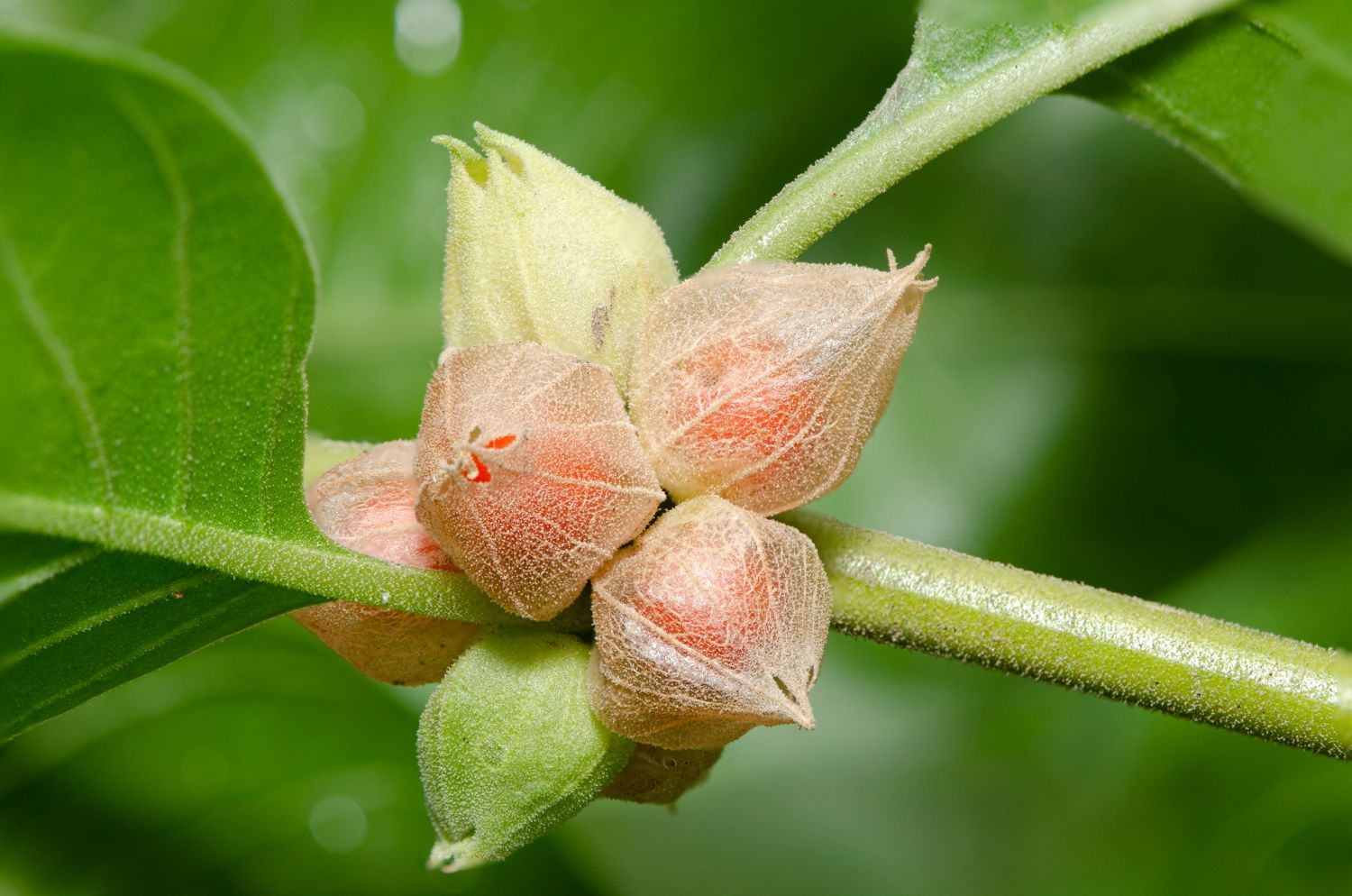 Phitofilos biologische Ashwagandha poeder - haaruitval - krullend haar - gezicht - anti-age 100gr