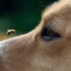Biologische handgemaakt anti-insecten en vlooien - mijten honden en katten spray - gember - kruidnagel - munt 250ml - Afbeelding 3