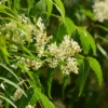 Phitofilos biologische Neem poeder - Vet - roos - jeukend  haar -versterkt en zuivert het haar en hoofdhuid 100gr - Afbeelding 2